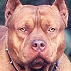 Pitbull Sahibini Yedi!