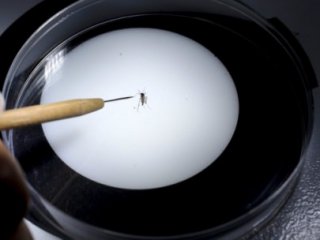 İspanya'da Zika virüsü alarmı