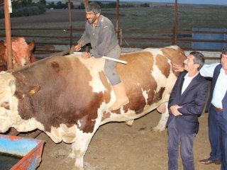 Tam 2 ton 207 kilo!