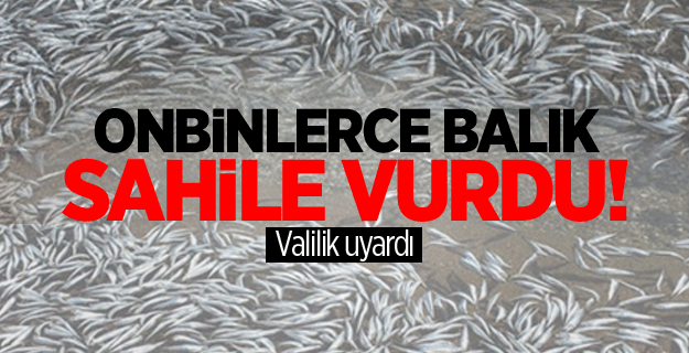 Onbinlerce balık sahile vurdu!