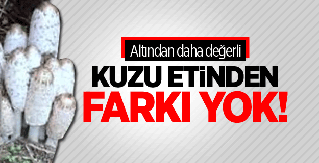 Söbelek Mantarı altından daha fazla değer görüyor