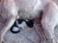 Yavru Kediye Köpek Babalık Yapıyor