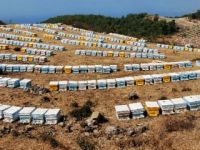 Arılar ayılara karşı sigortalandı