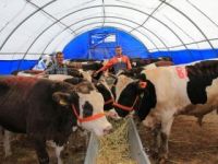 2017 Kurbanlık fiyatları nasıl, il il büyük ve küçük baş kurbanlık fiyatları