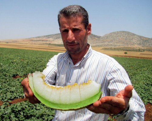 Araban Kavununun 2014 Yılı Hasadına Başlandı