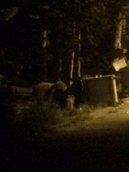 Ayılar Yavrularını Çöp Konteynırlarına Atıp Doyuruyor