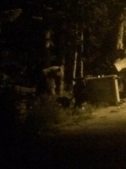 Ayılar Yavrularını Çöp Konteynırlarına Atıp Doyuruyor