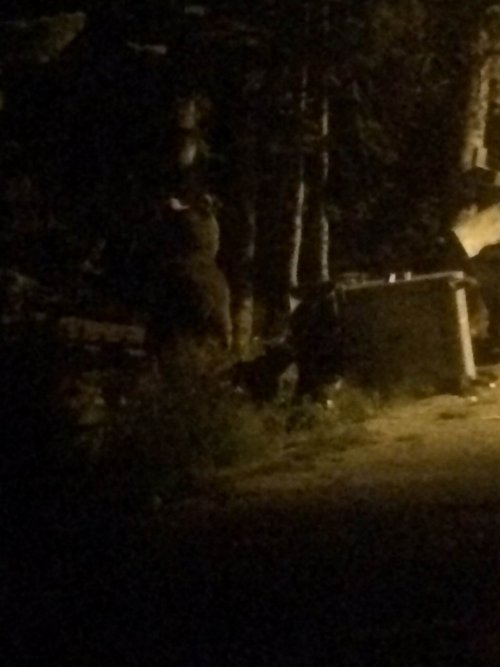 Ayılar Yavrularını Çöp Konteynırlarına Atıp Doyuruyor