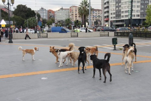Başıboş Köpekler İnsanlarla İç İçe