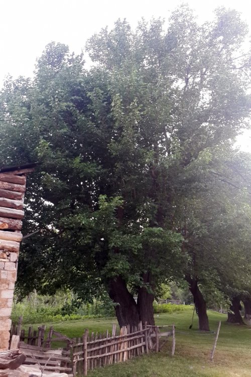 Bu Dut Ağacı 330 Yaşında