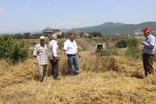 Buğday Hasadı Başladı