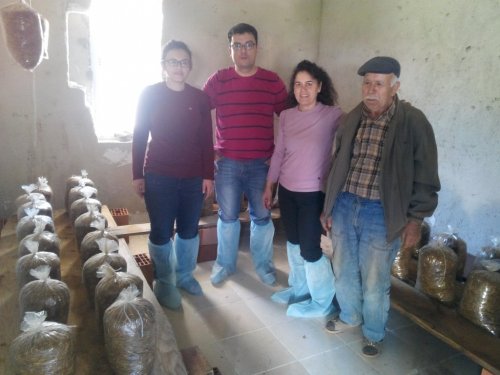 Çiftçiyi Kalkındıracak Mantar: İstiridye