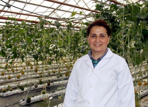 ÇÜ'de Susuz Domates Ve Kavun Yetiştirildi