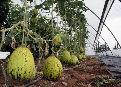 ÇÜ'de Susuz Domates Ve Kavun Yetiştirildi