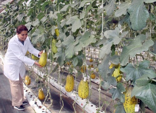 ÇÜ'de Susuz Domates Ve Kavun Yetiştirildi