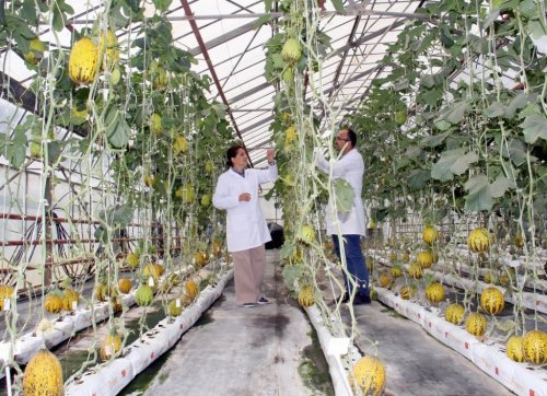 ÇÜ'de Susuz Domates Ve Kavun Yetiştirildi