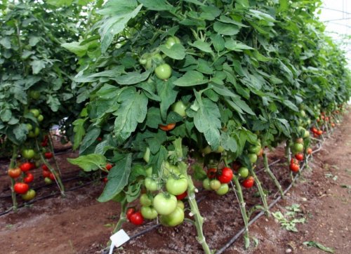 ÇÜ'de Susuz Domates Ve Kavun Yetiştirildi