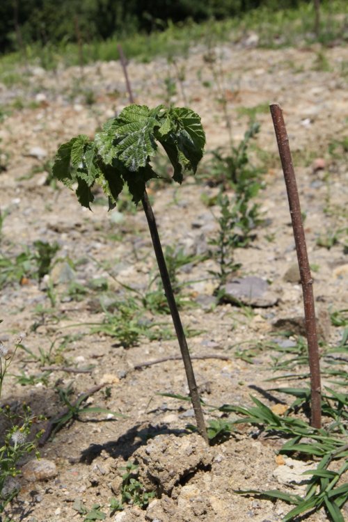 Fındıkta Verim Arttırılıyor