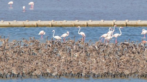 İzmir Kuşcenneti'ni Bakan Eroğlu'nun Talimatı Kurtardı