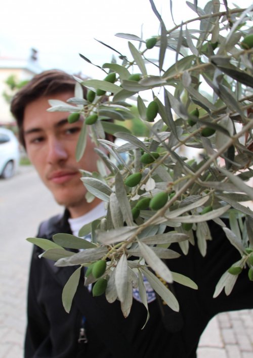 Zeytin Dalda Göründü