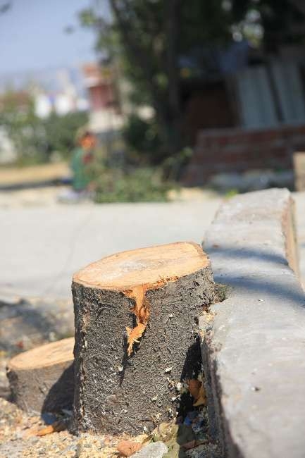 CHP'li Belediye'nin Ağaç Katliamı 3