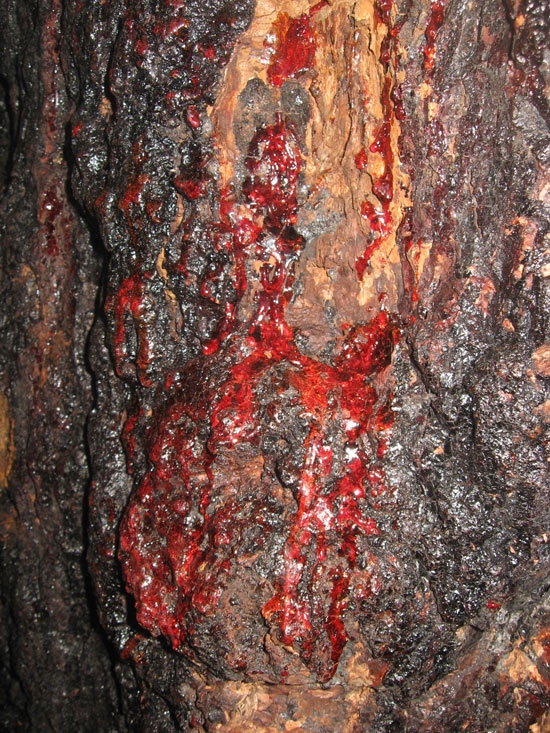 Kan Ağlayan Ağaç Her Derde Deva 12