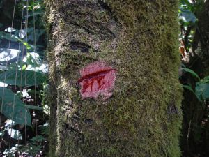 Kan Ağlayan Ağaç Her Derde Deva