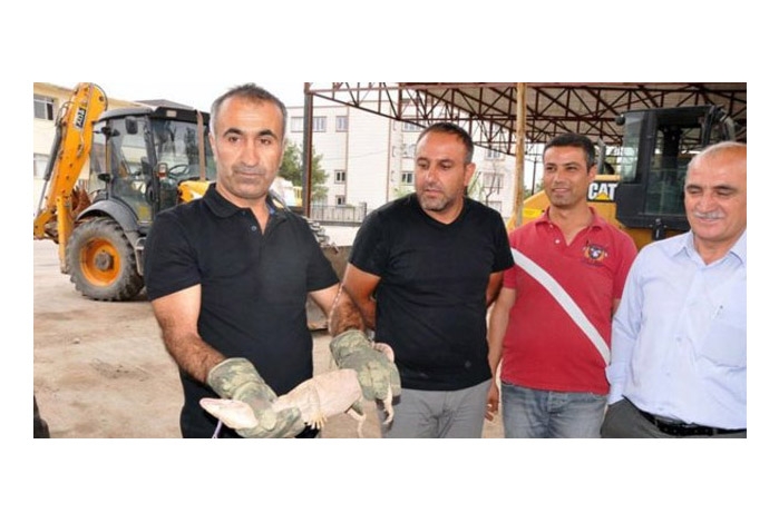 Şırnak'ta yakalanan dev kertenkele 2