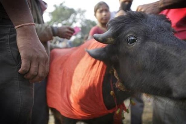 Nepal'de Katliam Gibi Festival! Böylesi Görülmedi (+13) 48