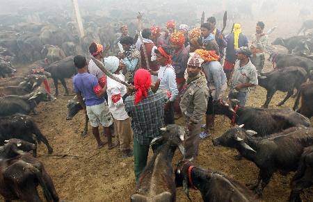 Nepal'de Katliam Gibi Festival! Böylesi Görülmedi (+13) 53