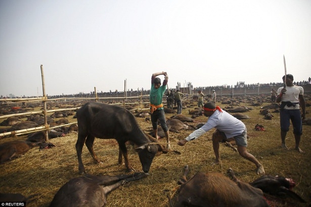 Nepal'de Katliam Gibi Festival! Böylesi Görülmedi (+13) 7