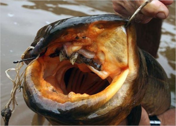 Bu Korkunç Balıklar Nehirlerde Yaşıyor! 19