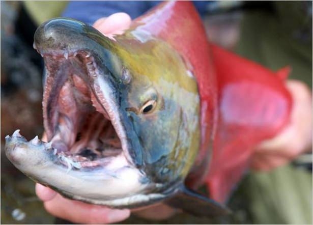 Bu Korkunç Balıklar Nehirlerde Yaşıyor! 29