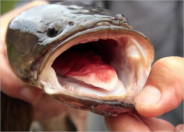 Bu Korkunç Balıklar Nehirlerde Yaşıyor! 49