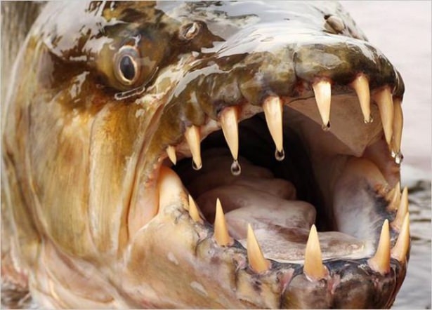 Bu Korkunç Balıklar Nehirlerde Yaşıyor! 60