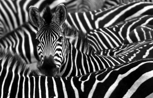 ''Zebra çizgisi''nin gizemi çözüldü 10