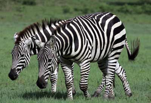''Zebra çizgisi''nin gizemi çözüldü 13