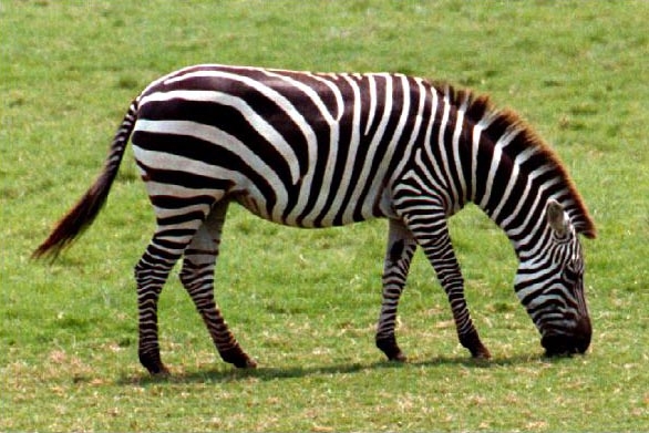 ''Zebra çizgisi''nin gizemi çözüldü 3