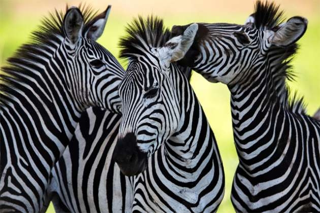 ''Zebra çizgisi''nin gizemi çözüldü 9