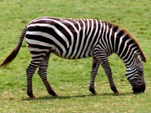 ''Zebra çizgisi''nin gizemi çözüldü
