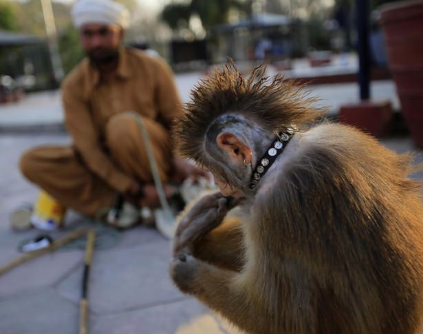 Pakistan'da Maymun Terbiyeciliği 1