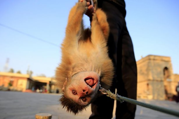 Pakistan'da Maymun Terbiyeciliği 10
