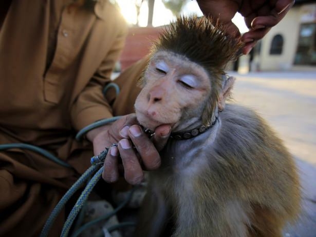 Pakistan'da Maymun Terbiyeciliği 11