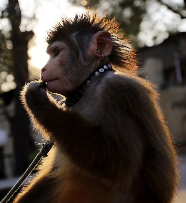 Pakistan'da Maymun Terbiyeciliği 12
