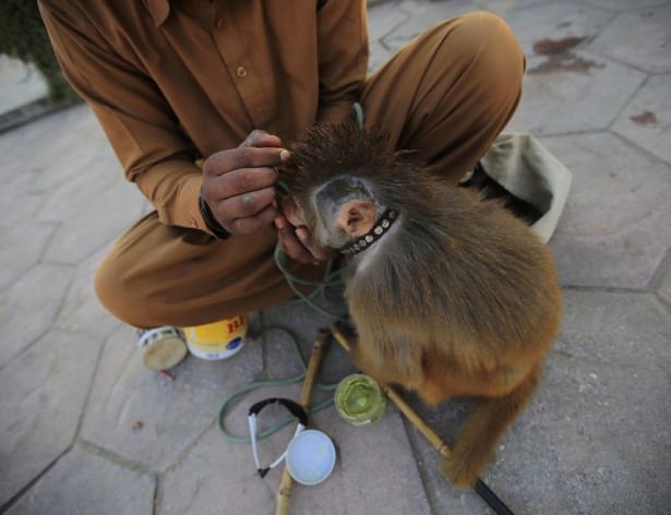 Pakistan'da Maymun Terbiyeciliği 13
