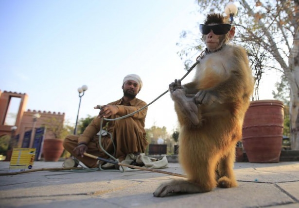 Pakistan'da Maymun Terbiyeciliği 14