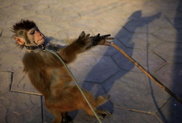 Pakistan'da Maymun Terbiyeciliği 2