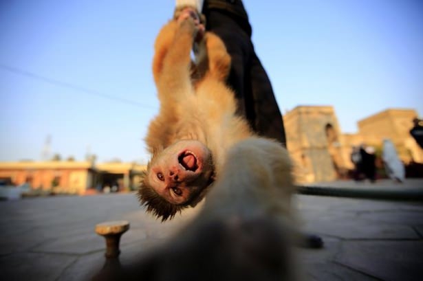 Pakistan'da Maymun Terbiyeciliği 6
