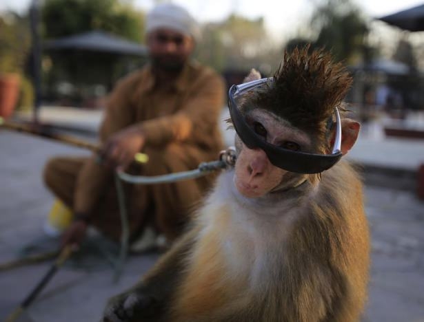 Pakistan'da Maymun Terbiyeciliği 7