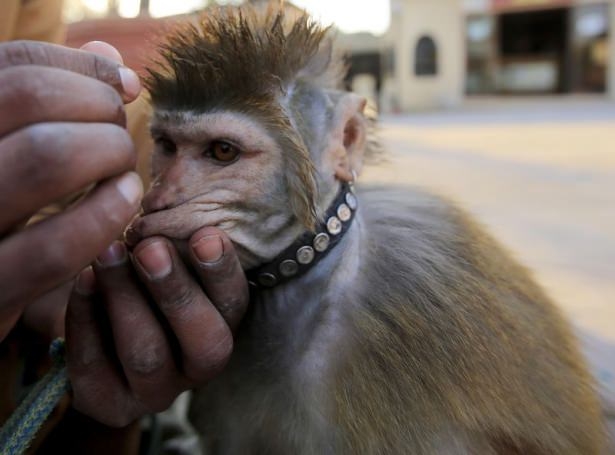 Pakistan'da Maymun Terbiyeciliği 9